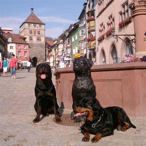 porn hunde|Der Tag, an dem mich unser Rottweiler nahm – readbeast